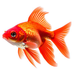 Fototapeta premium Golden goldfish swimming underwater, isolated on a white background