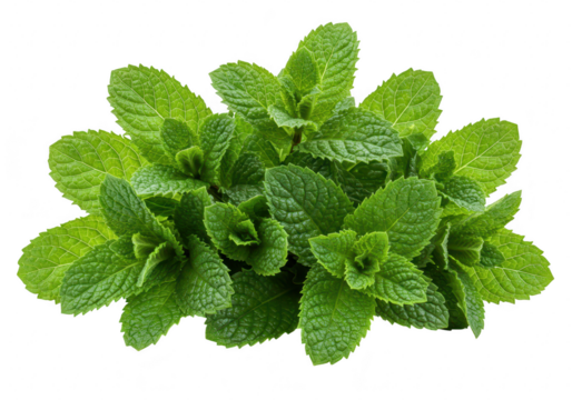A fresh bunch of vibrant green mint leaves, isolated on a transparent background