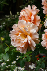 Apricot Garden Roses — Close-Up of Blooming Hybrid Tea Roses, Summer Floral Macro in Natural Light
