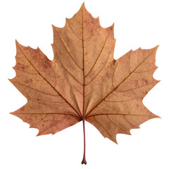 Obraz premium Golden autumn maple leaf isolated on white, showcasing nature's colorful fall season