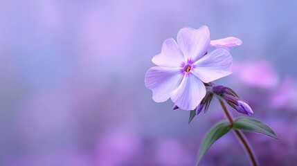 Pastel purple flower close up