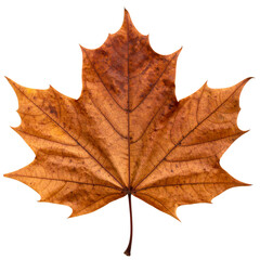 Obraz premium Golden autumn maple leaf isolated on white, showcasing nature's colorful fall season