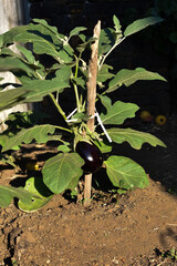 Eggplant seedling with ripe aubergine growing in the soil in summer. Aubergine sprout growing in the ground outdoors. Concept of farming and gardening. Vegetable garden in Italy, Sicily. 
