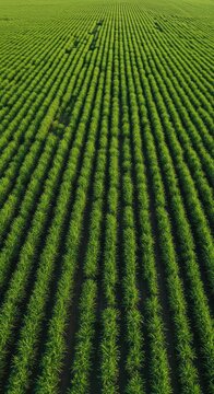 Aerial view of rows of vibrant green crops
