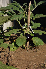 Eggplant seedling with ripe aubergine growing in the soil in summer. Aubergine sprout growing in the ground outdoors. Concept of farming and gardening. Vegetable garden in Italy, Sicily. 