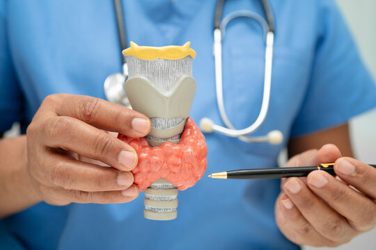 Hyperthyroidism, Overactive Thyroid, Thyroid Lymphoma, Asian doctor with thyroid gland human anatomy model in hospital.