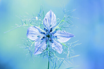 Niebieski kwiat czarnuszki na jasnym tle, karta, tapeta. © Elżbieta Kaps
