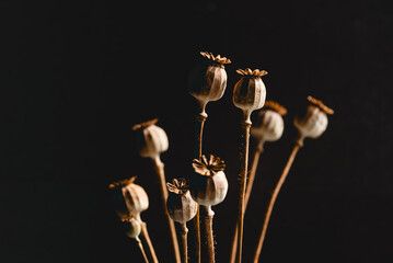 Suche makówki, bukiet, na czarnym izolowanym tle.  © Elżbieta Kaps