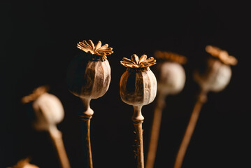 Suche makówki, bukiet, na czarnym izolowanym tle.  © Elżbieta Kaps