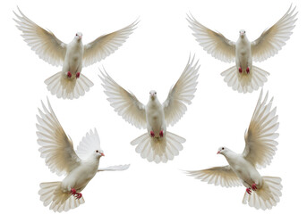Fototapeta premium A collection of five white doves in midflight with their wings extended isolated on transparent background