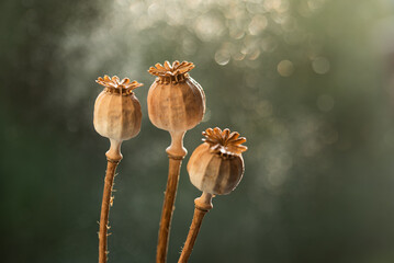 Sucha makówki na jasnym tle.  © Elżbieta Kaps