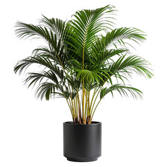 Obraz premium Lush green Areca palm with feathery fronds and yellow stems in a modern black pot.