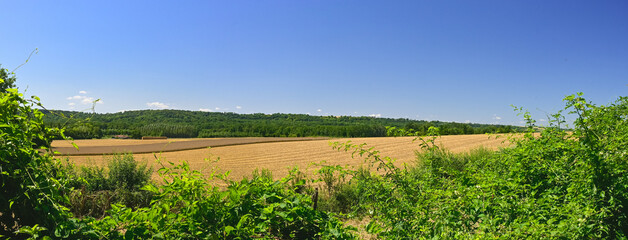 Panoramic photograph of a mown grain field in Northern France with greenery in the foreground and background and a blue sky.