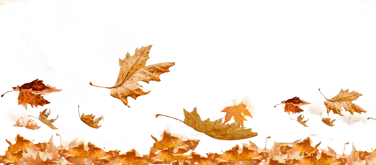 wind autumn leaf leaves isolated autumn winter season background