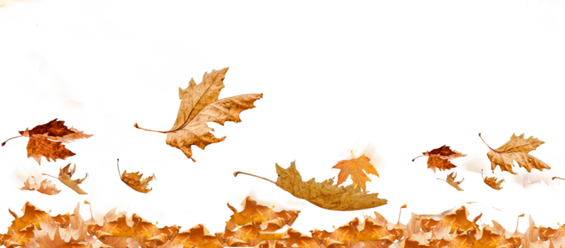 wind autumn leaf leaves isolated autumn winter season background