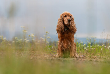 Cocker Spanilel rudy portret na łace. © Elżbieta Kaps