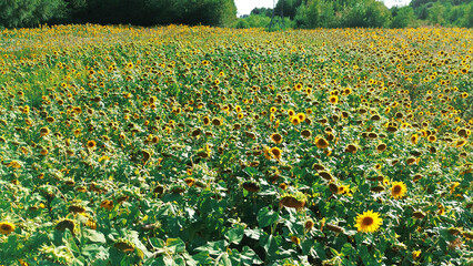 Obraz premium Bright sunflower field stretches towards the horizon on a sunny day
