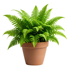 Lush green fern houseplant with delicate feathery fronds growing in a simple brown terracotta pot.