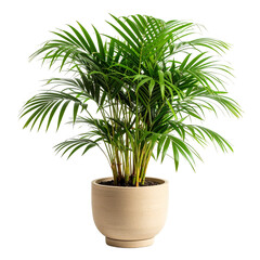 Fototapeta premium Lush green Areca palm with feathery fronds and bamboo-like stems in a textured beige pot.