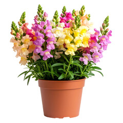 Fototapeta premium Lush potted snapdragon plant with vibrant multicolored flowers in full bloom.