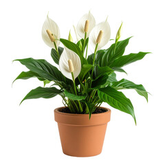 Blooming Peace Lily plant with white spathe flowers and lush green leaves in a terracotta pot.