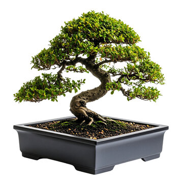 Lush green bonsai tree with a gnarled S-shaped trunk and exposed roots in a dark rectangular container.