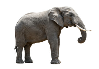 Fototapeta premium An african elephant in profile facing left, with large white tusks and trunk curled up, highly textured grey skin, isolated against a transparent background with copy space, in a dignified pose.