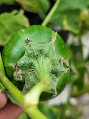 Round green eggplant fruit with white stripes that grows on trees, usually used as fresh vegetables or eaten raw, is in the garden during the day. Natural blur background.