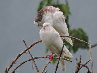 Pigeon Bird in Rain Weather