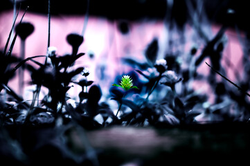 Natural Series : The little grass flowers of the wild plant. Small yellow flowers and blurred nature background. Close up of grass flower. Small beauty in quiet nature.