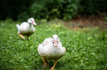White domestic ducks walking on green grass in backyard garden