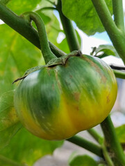 Eggplant fruit is round, green and yellow with white stripes that grows on the tree, usually used as fresh vegetables or eaten raw, in the garden during the day. Natural blur background.