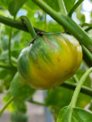 Eggplant fruit is round, green and yellow with white stripes that grows on the tree, usually used as fresh vegetables or eaten raw, in the garden during the day. Natural blur background.