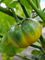 Eggplant fruit is round, green and yellow with white stripes that grows on the tree, usually used as fresh vegetables or eaten raw, in the garden during the day. Natural blur background.