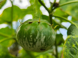 Round green eggplant fruit with white stripes that grows on trees, usually used as fresh vegetables or eaten raw, is in the garden during the day. Natural blur background.