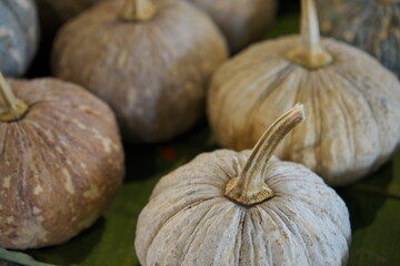 Autumn's Embrace: Textured Pumpkins Displaying Nature's Subtle Hues.