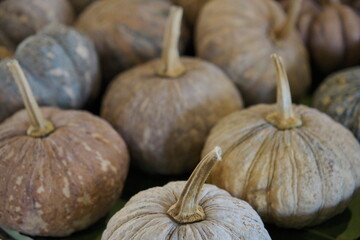 Rustic Harvest: A Bounty of Earthy Pumpkins Gathered Naturally.