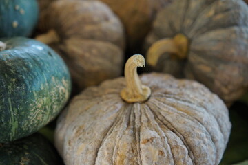 Farmhouse Charm: Heirloom Pumpkins Ready for Seasonal Culinary Creations.