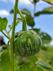 Round green eggplant fruit with white stripes that grows on trees, usually used as fresh vegetables or eaten raw, is in the garden during the day. Natural blur background.