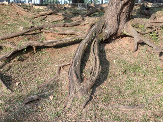 close up view of an old tree with its roots