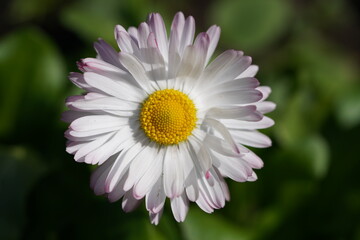 Fototapeta premium daisy flower close up