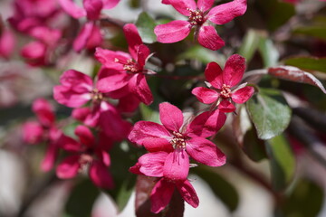 Obraz premium red flowers on a branch close-up among green leaves 
