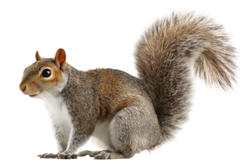 High‑resolution full‑body squirrel PNG cutout on seamless transparent background for wildlife branding, children’s educational graphics, forest‑themed designs, e‑commerce mockups