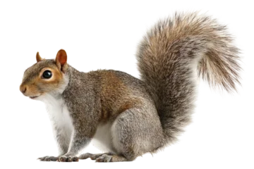 Fotobehang Eekhoorn High‑resolution full‑body squirrel PNG cutout on seamless transparent background for wildlife branding, children’s educational graphics, forest‑themed designs, e‑commerce mockups  © Ameer