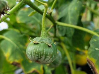 Round green eggplant fruit with white stripes that grows on trees, usually used as fresh vegetables or eaten raw, is in the garden during the day. Natural blur background.