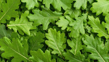Close-up view of many fresh green oak leaves