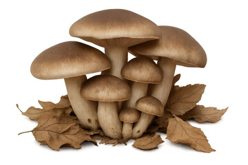 Brown beech mushrooms clustered on dry fallen leaves, transparent backdrop highlighting natural forest growth and culinary potential