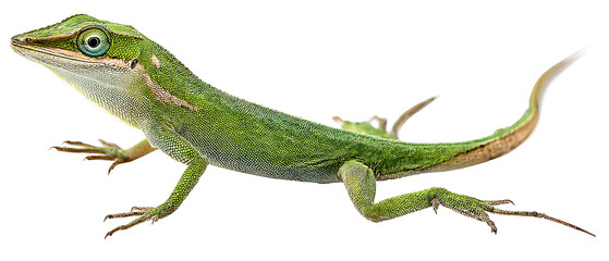 Fototapeta premium Full‑body high‑resolution anole lizard illustration isolated on transparent background, exhibiting realistic scale texture, perfect PNG cutout for wildlife education, herpetology infographics