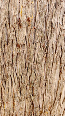 Background for design studies of Mediterranean cypress (Cupressus sempervirens) bark patterns.