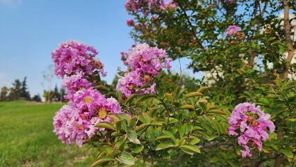 Obraz premium Blooming branch of the Queen's crape-myrtle (Lagerstroemia speciosa) is a beautiful, flowering tree known for its vibrant blooms, often used ornamentally in tropical and subtropical regions.
